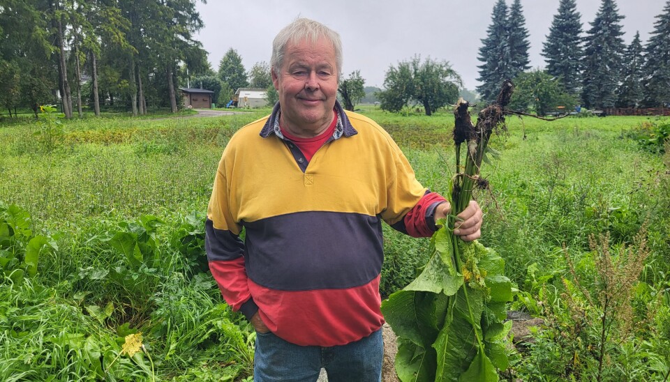 Kan växa upp till en meter. Roger Dahlström har pepparrot som växer förvildad på sin gård strax utanför Enköping.