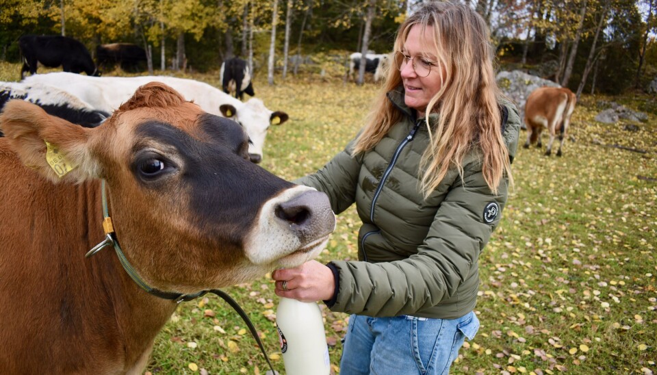 Bygdens boskap. Ko av rasen jersey gosar med Anna Hane på Resta gård. Bygdens boskap. Ko av rasen Jersey gosar med Anna Hane på Resta gård.