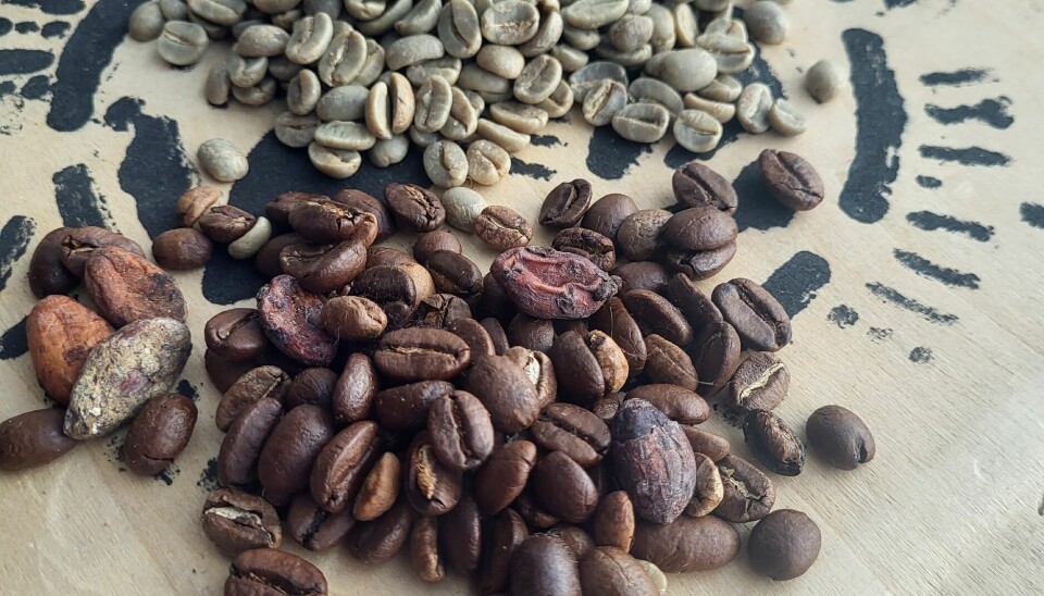 Rostade kaffebönor (de främre) och orostade bönor. När kaffebönorna rostas poppar de och sväller, lite som popcorn.