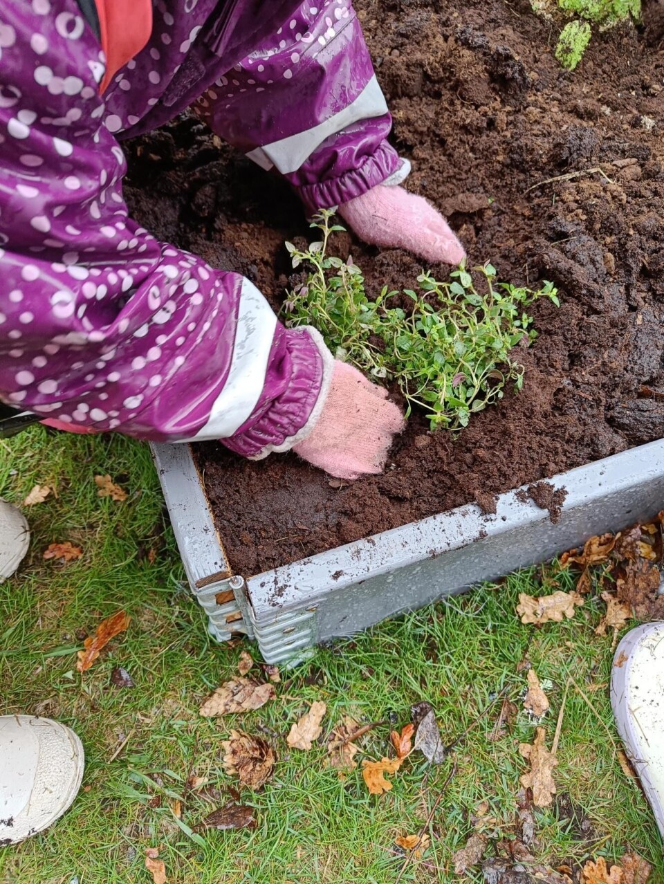 Lärande. Barnen tycker det är roligt att delta i platering och omsorg av växterna och blommorna.