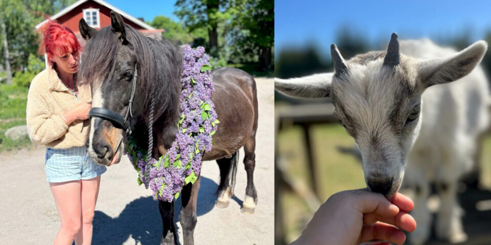 Ägare. Erika Heydorn driver Björnbo Gård som nyligen har flyttat ut i områden runt Säva.