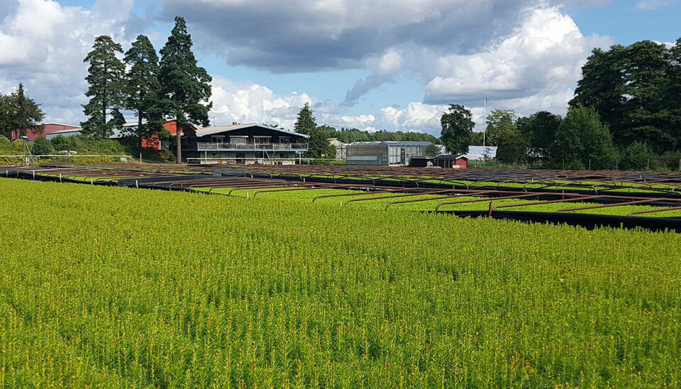 22 september – öppet hus. Lugnets plantskola firar 70 år med att visa upp verksamheten.