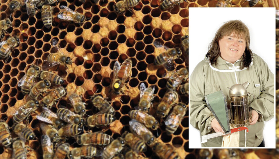 Fjärdhundras bidrottning. Susanna Ågren har jobbar som biodlare i mer än tio år och driver Susannas Bisyssla AB på familjegården Adolfsborgs.