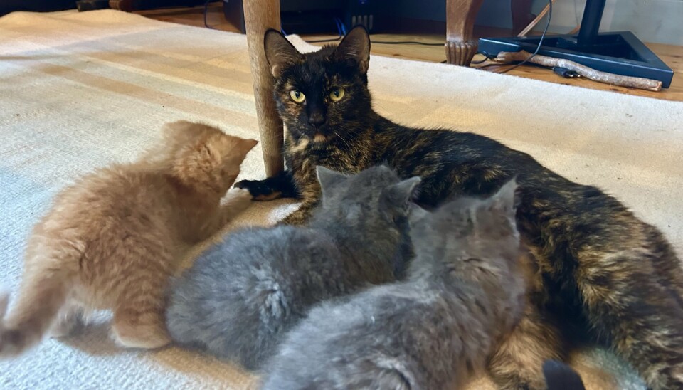 Kattmamman Sigrid var väldigt medtagen när hon först omhändertogs men mår nu bättre och diar här sina små.