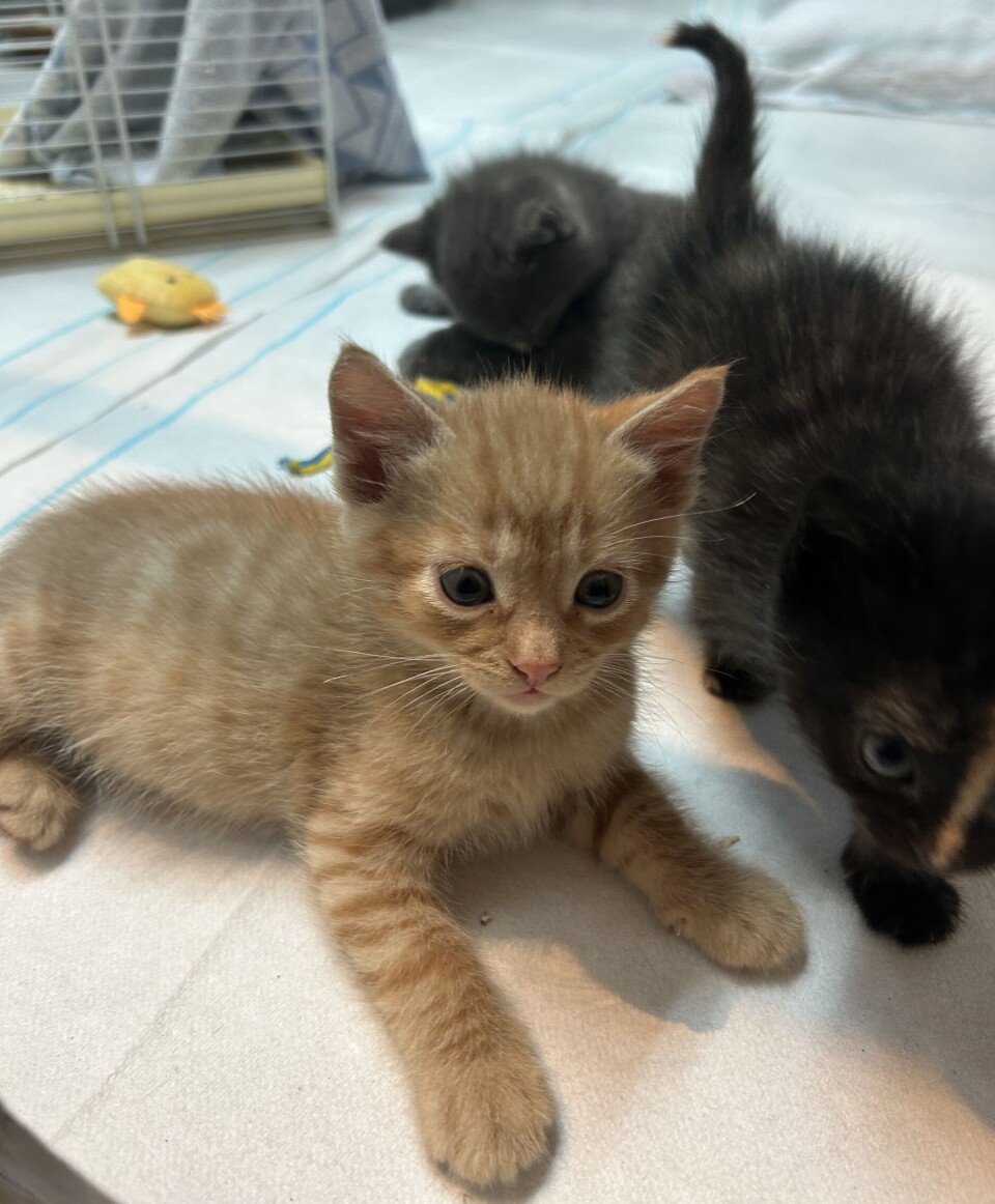 Två av de sex kattungar som hittades tillsammans med sin mamma, helt övergivna i ett dike i Skokloster.