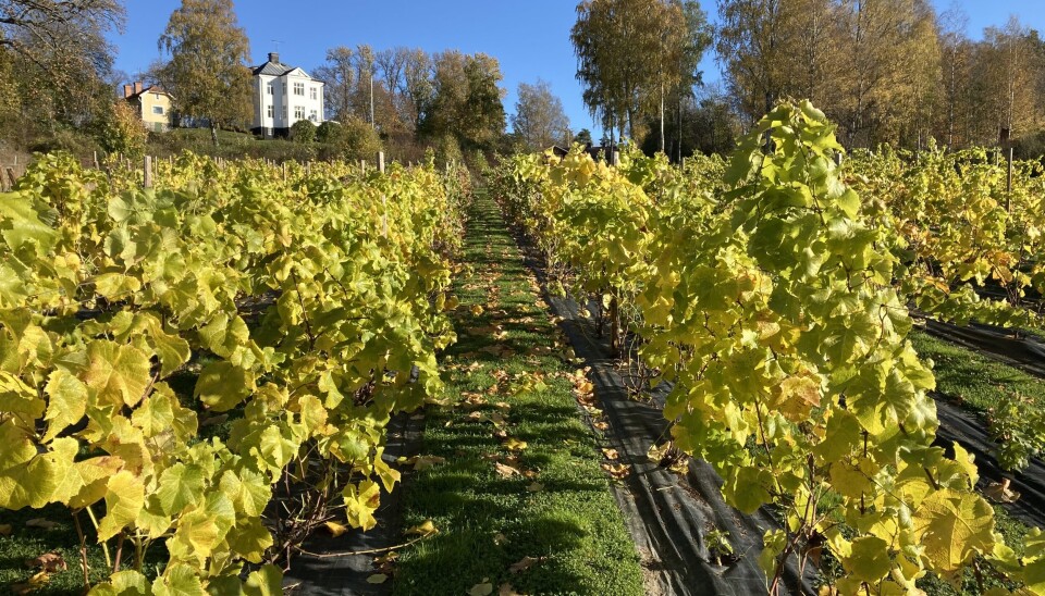 Klassiska sorter. Vindruvorna på Lillhassla vingård – här i sommarskrud – har samma rötter som de som odlas i Champagne, nämligen Chardonnay och Pinot Meunier, klassiska sorter som utgör grunden för de stora champagnerna.