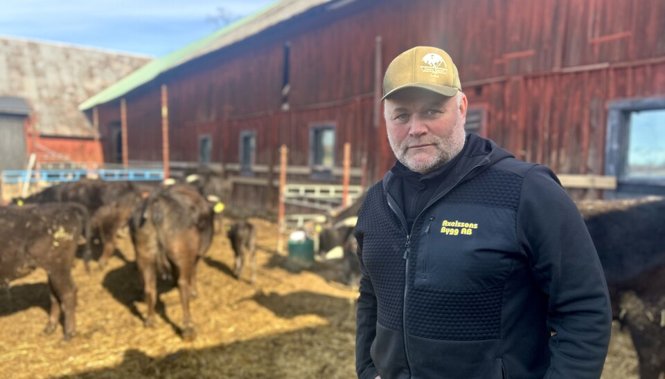 Unik satsning på wagyu i Lillkyrka. Johan Axelsson satsar på kvalitetskött och har byggt upp en boskapshjord på runt 200 nötkreatur.