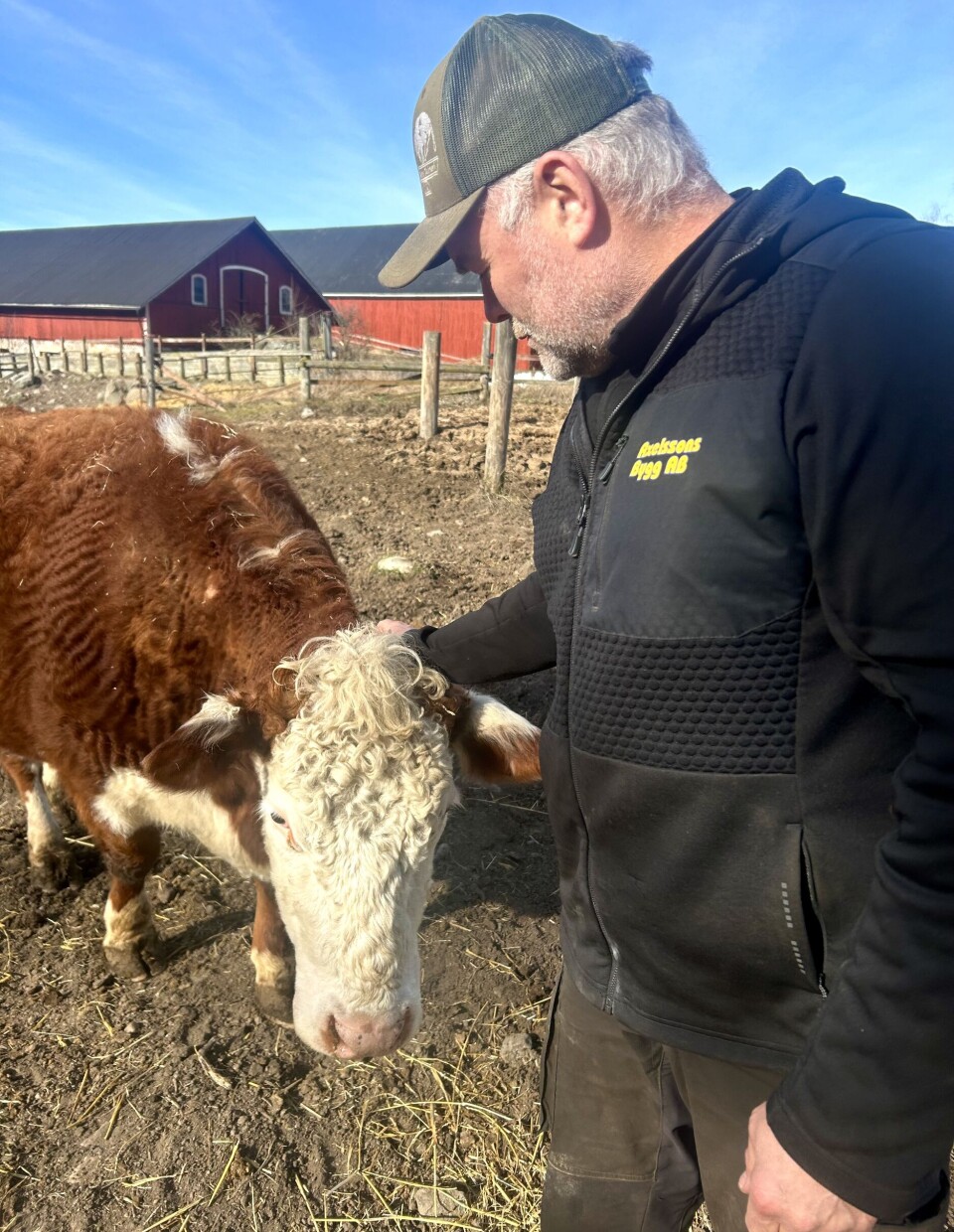 Kelig. 'Hereford är en lugn och trygg ras', säger Johan Axelsson och rufsar om lockarna på en av korna