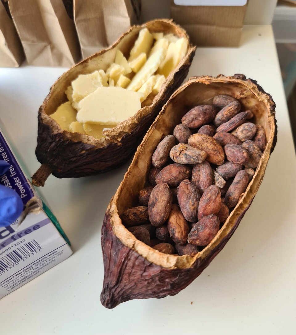 Kakaobönor som Tove Saeland rostar, krossar, sorterar och gör choklad av. I skålen bakom kakaofett, som brukar bytas mot palmolja.