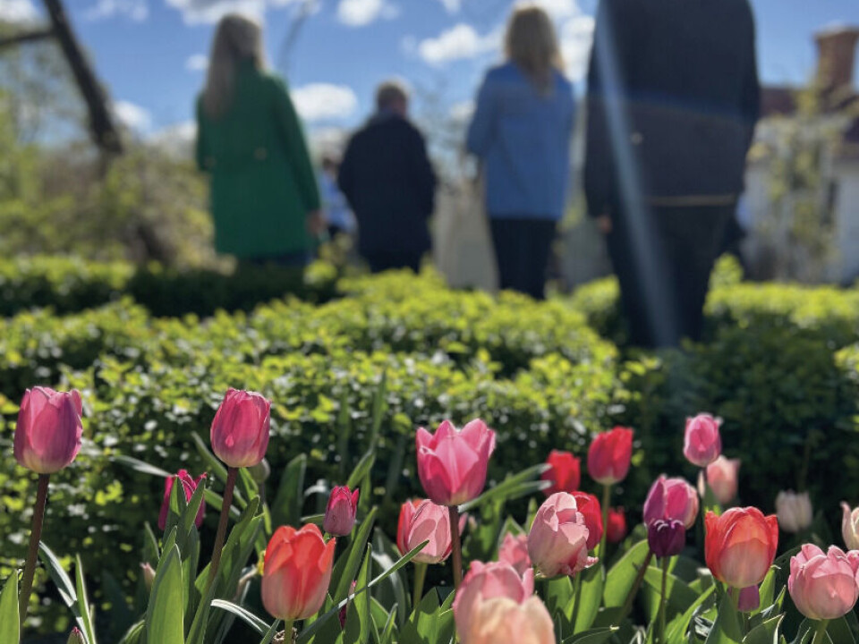 Blomstrande prakt. Mari Magnussons trädgård i Vallby erbjuder olika rum och upplevelser.